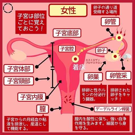 着床